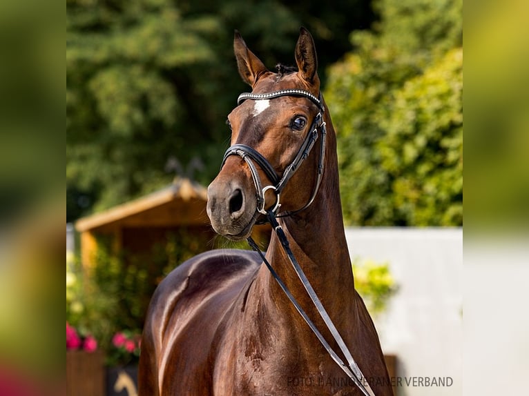 Hanoverian Mare 6 years 16,2 hh Bay-Dark in Verden