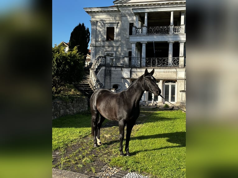 Hanoverian Mare 6 years 16,2 hh Black in Leichlingen