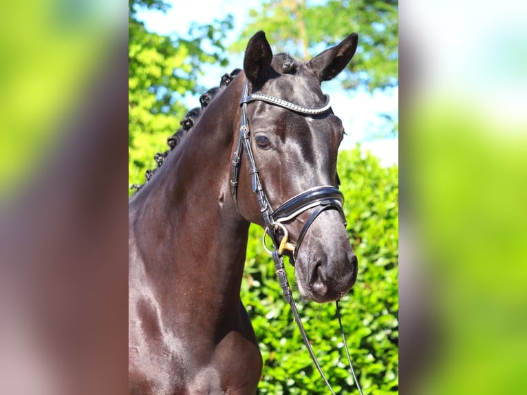 Hanoverian Mare 6 years 16.2 hh Black in Selsingen