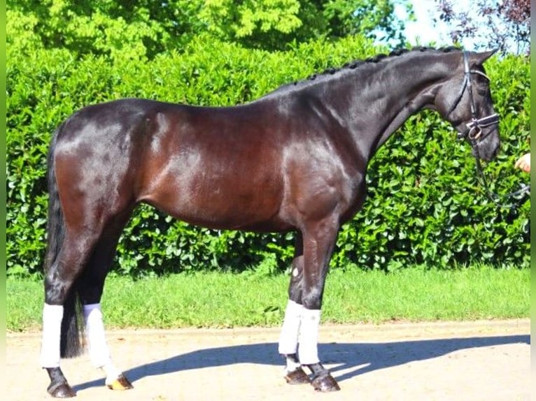 Hanoverian Mare 6 years 16.2 hh Black in Selsingen
