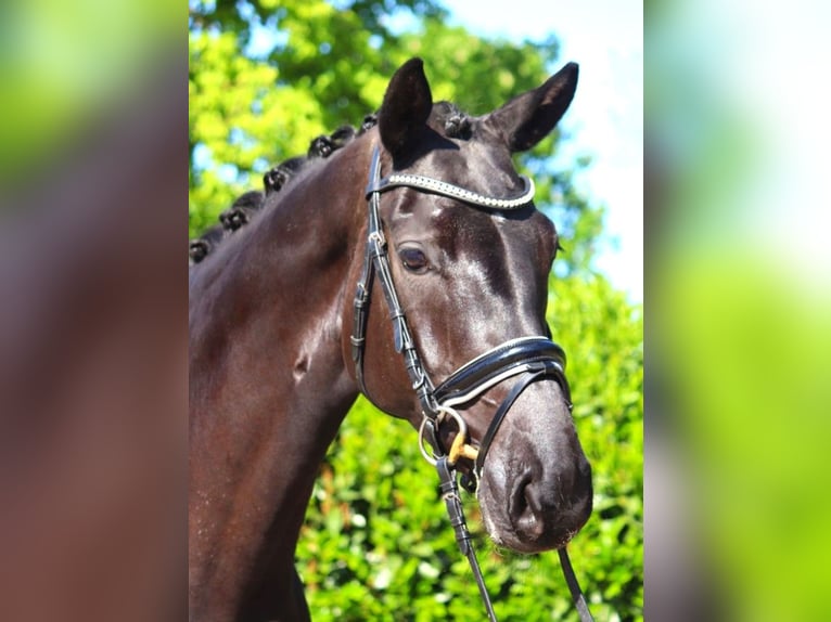 Hanoverian Mare 6 years 16.2 hh Black in Selsingen