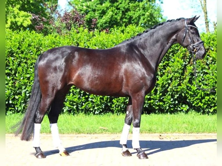 Hanoverian Mare 6 years 16.2 hh Black in Selsingen