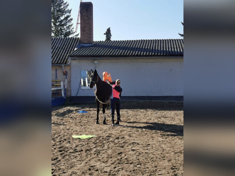 Hanoverian Mare 6 years 16,2 hh Black in Rabensburg