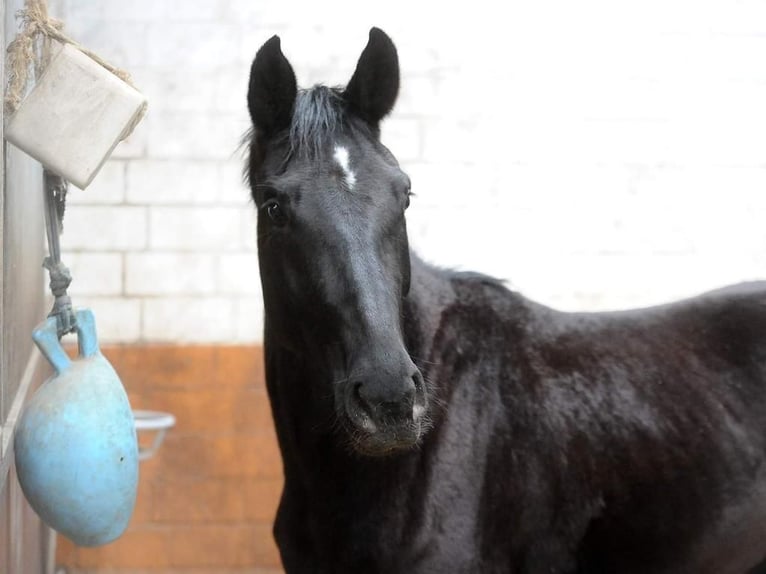 Hanoverian Mare 6 years 16,2 hh Black in Rabensburg