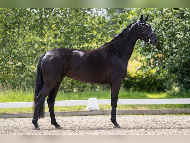 Hanoverian Mare 6 years 16.2 hh Black in Münster