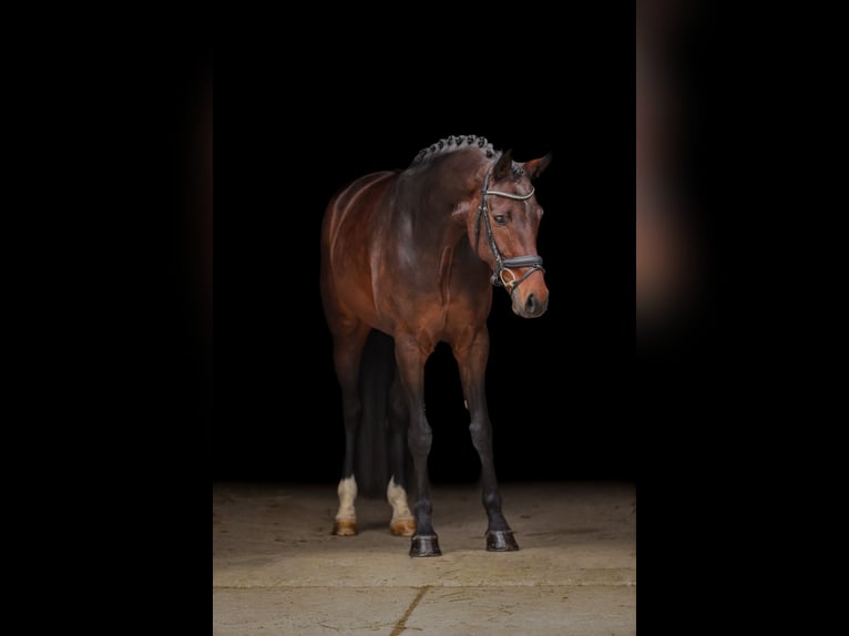 Hanoverian Mare 6 years 16.2 hh Brown in Bodenkirchen