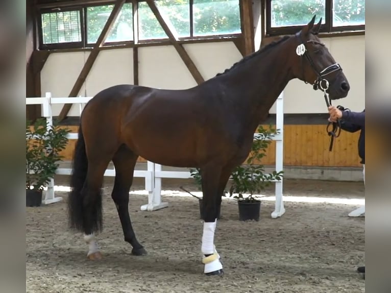 Hanoverian Mare 6 years 16,2 hh Brown in Moers