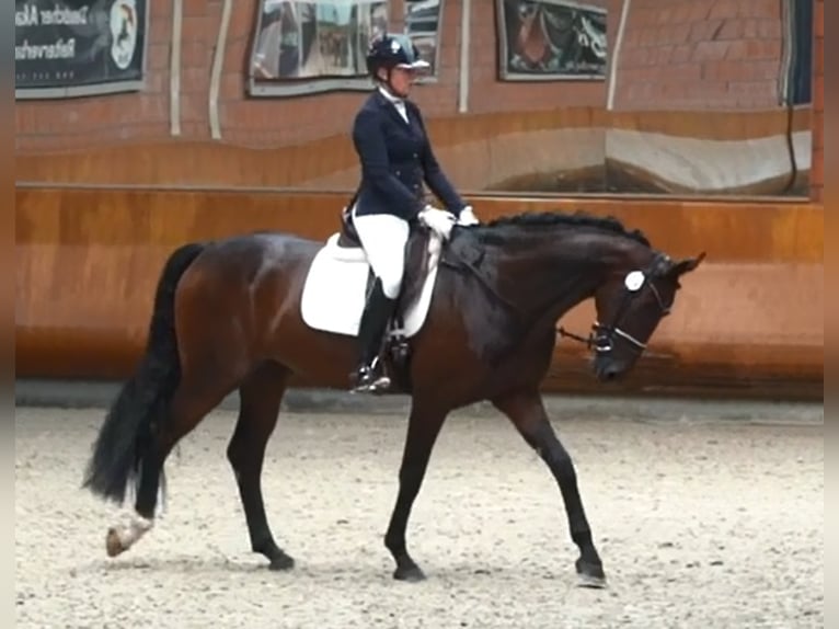 Hanoverian Mare 6 years 16,2 hh Brown in Moers