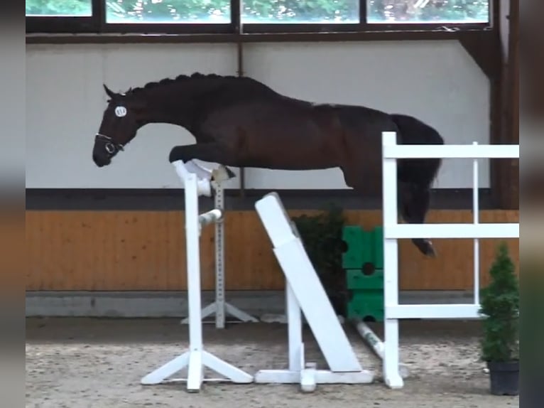 Hanoverian Mare 6 years 16,2 hh Brown in Moers