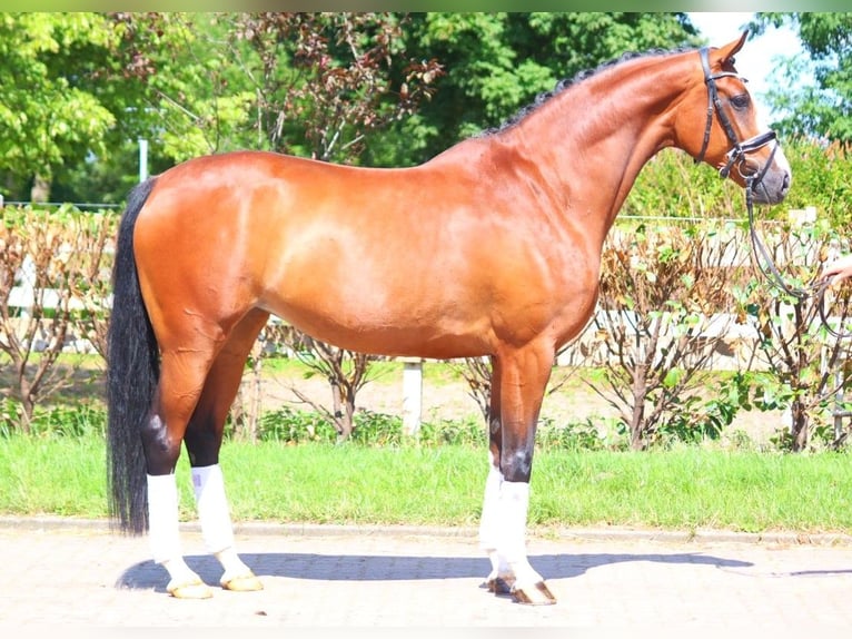 Hanoverian Mare 6 years 16,2 hh Brown in Selsingen