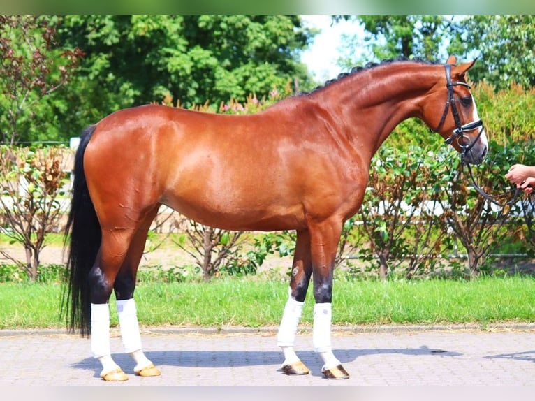 Hanoverian Mare 6 years 16,2 hh Brown in Selsingen