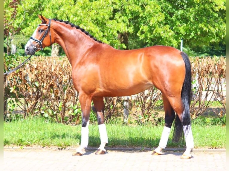 Hanoverian Mare 6 years 16,2 hh Brown in Selsingen