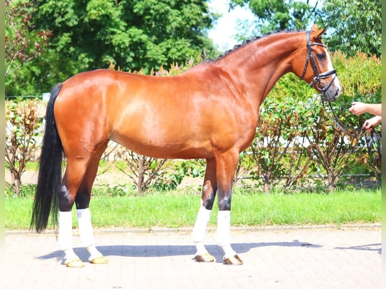 Hanoverian Mare 6 years 16,2 hh Brown in Selsingen