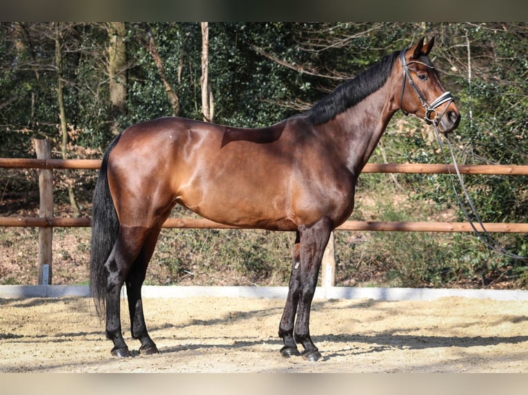 Hanoverian Mare 6 years 16.2 hh Brown in Wuppertal