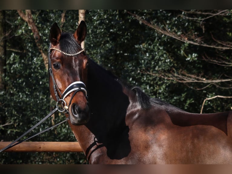 Hanoverian Mare 6 years 16.2 hh Brown in Wuppertal