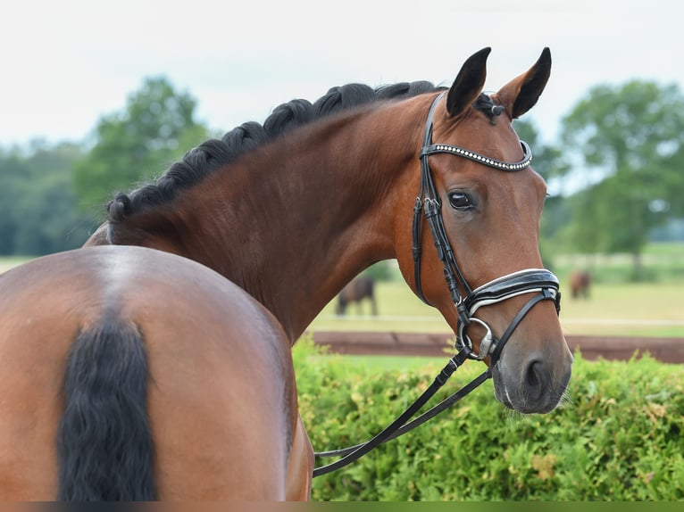 Hanoverian Mare 6 years 16.2 hh Brown in Tiddische