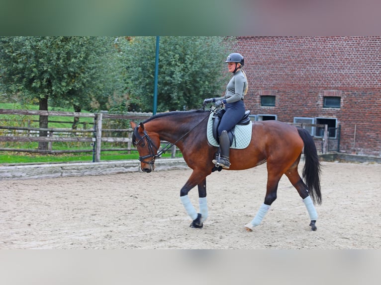 Hanoverian Mare 6 years 16,2 hh Brown in Kempen