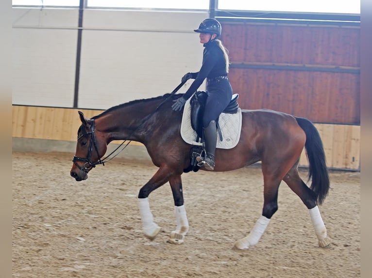 Hanoverian Mare 6 years 16,2 hh Brown in Kempen