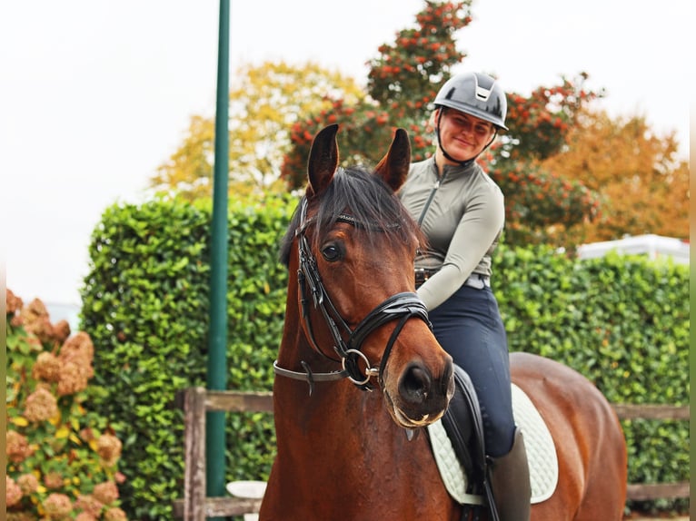 Hanoverian Mare 6 years 16,2 hh Brown in Kempen