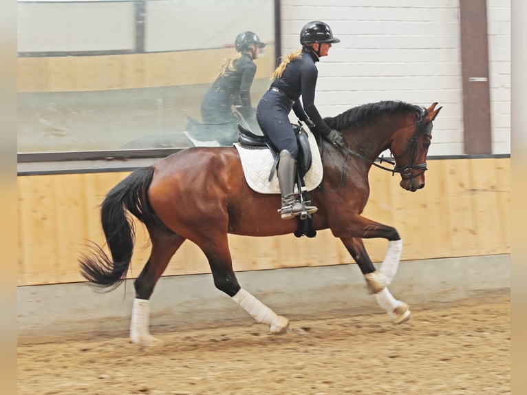 Hanoverian Mare 6 years 16,2 hh Brown in Kempen