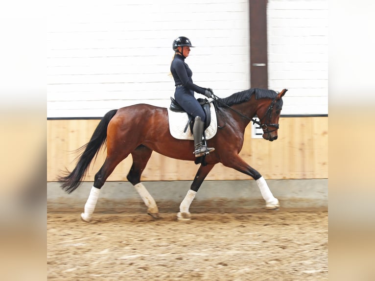 Hanoverian Mare 6 years 16,2 hh Brown in Kempen