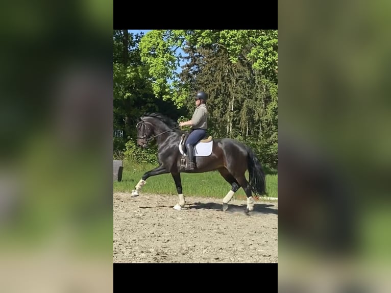 Hanoverian Mare 6 years 16,2 hh Brown in Kutenholz