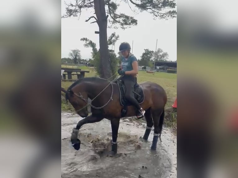 Hanoverian Mare 6 years 16,2 hh Brown in Neulußheim