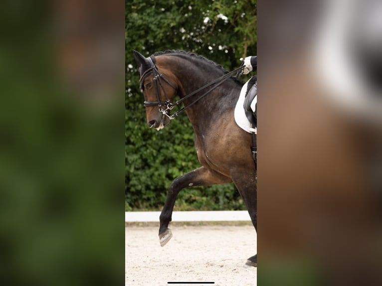 Hanoverian Mare 6 years 16,2 hh Brown in Neulußheim