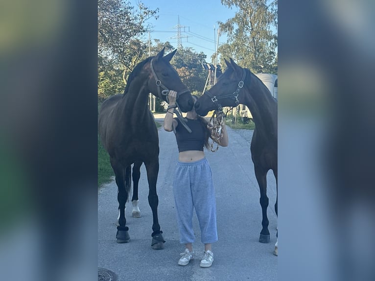 Hanoverian Mare 6 years 16,2 hh Brown in Neulußheim