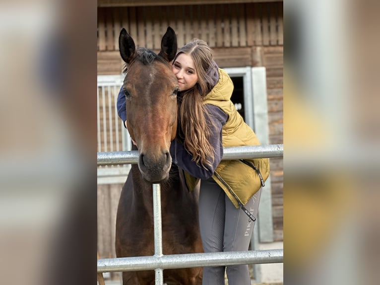 Hanoverian Mare 6 years 16,2 hh Brown in Neulußheim