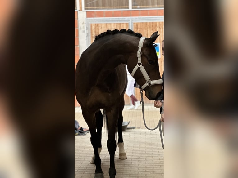 Hanoverian Mare 6 years 16,2 hh Brown in Neulußheim