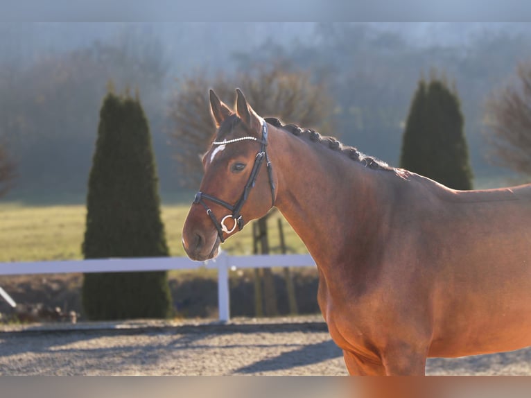 Hanoverian Mare 6 years 16,2 hh Brown in Schwäbisch Hall