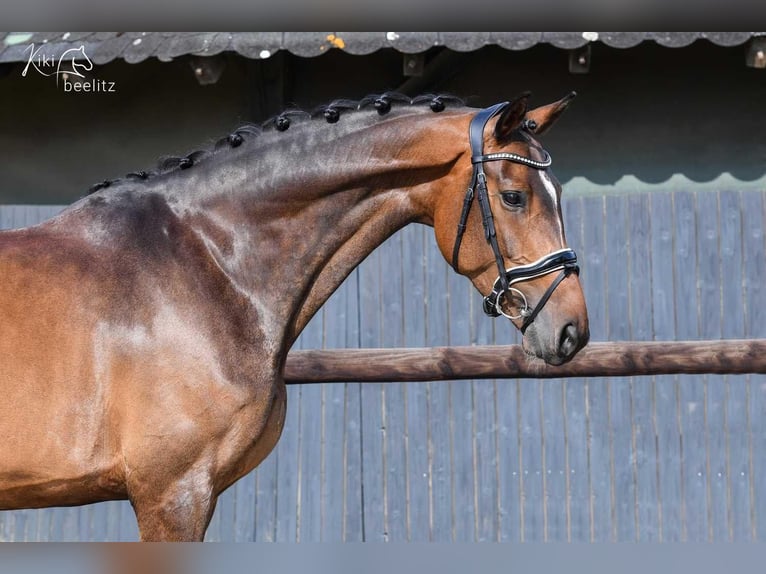 Hanoverian Mare 6 years 16,2 hh Brown in Tarmstedt