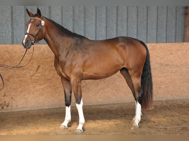 Hanoverian Mare 6 years 16.2 hh Brown in Wensin