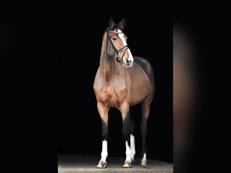 Hanoverian Mare 6 years 16,2 hh Brown in Bremervörde