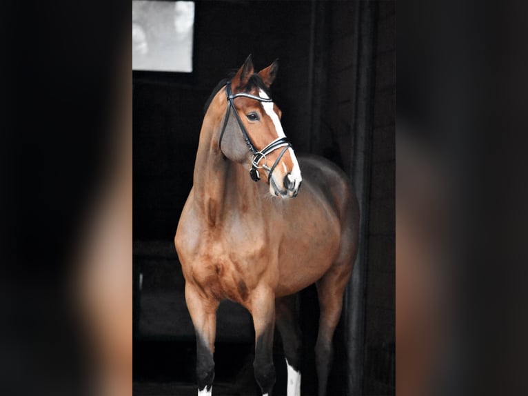 Hanoverian Mare 6 years 16,2 hh Brown in Bremervörde