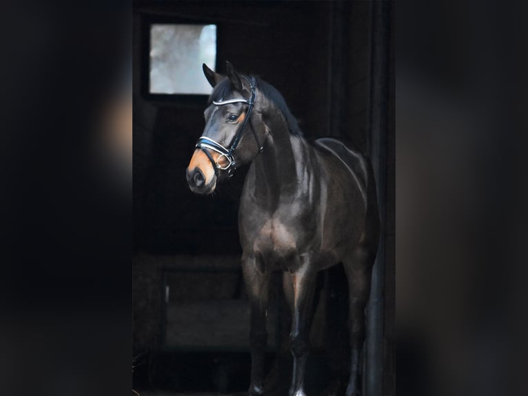 Hanoverian Mare 6 years 16,2 hh Brown in Bremervörde