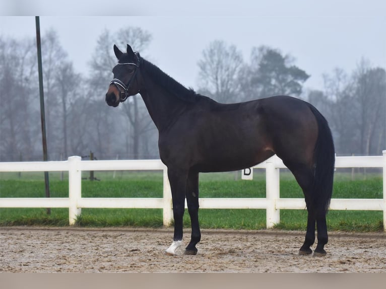 Hanoverian Mare 6 years 16,2 hh Brown in Bremervörde