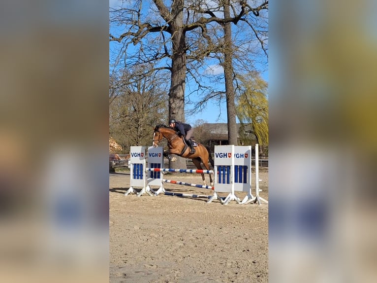 Hanoverian Mare 6 years 16.2 hh Brown in Rehbeck