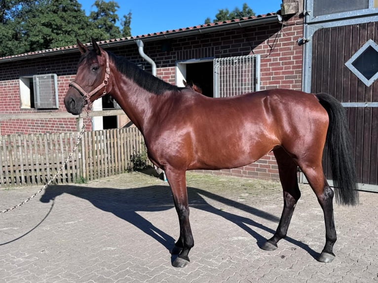 Hanoverian Mare 6 years 16,2 hh Brown in Rehburg-Loccum Münchehagen