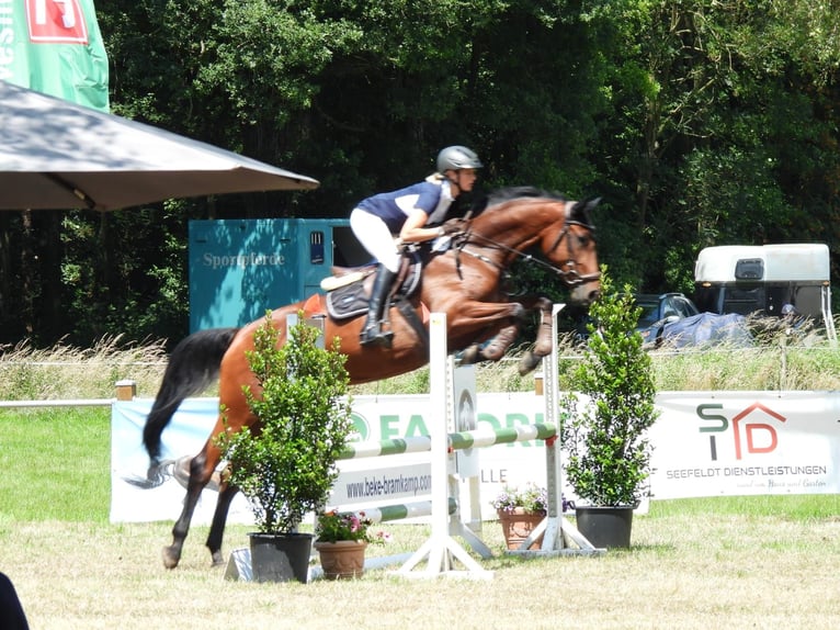 Hanoverian Mare 6 years 16,2 hh Brown in Rehburg-Loccum Münchehagen