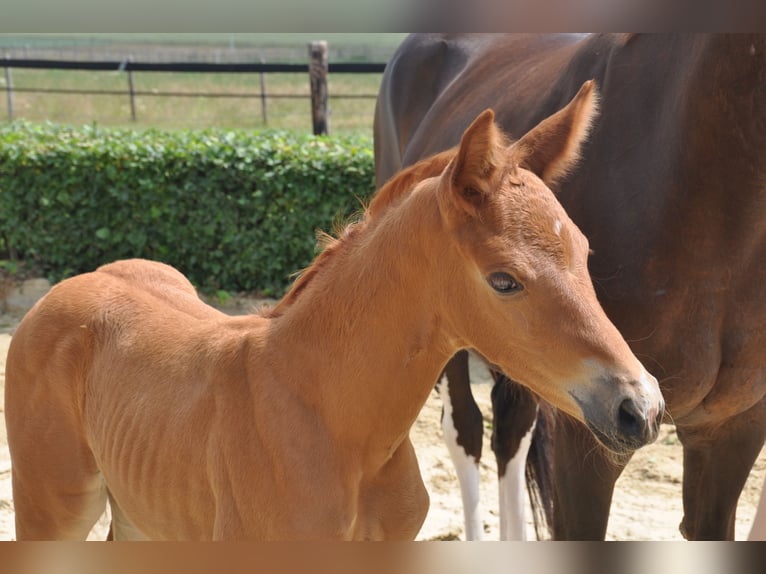 Hanoverian Mare 6 years 16.2 hh Chestnut in Petershagen
