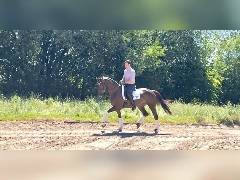 Hanoverian Mare 6 years 16.2 hh Chestnut in Rosdorf