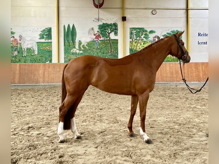 Hanoverian Mare 6 years 16,2 hh Chestnut-Red in Rees