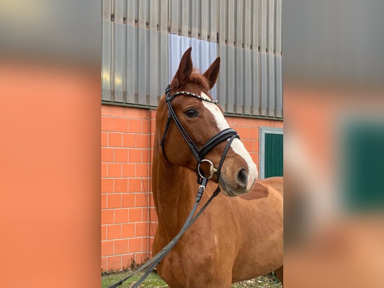 Hanoverian Mare 6 years 16.2 hh Chestnut-Red in Hepstedt
