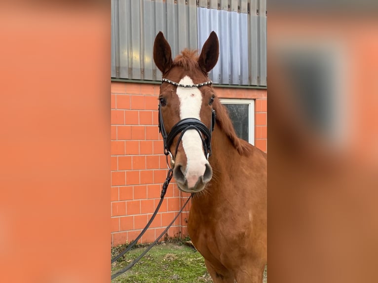 Hanoverian Mare 6 years 16.2 hh Chestnut-Red in Hepstedt