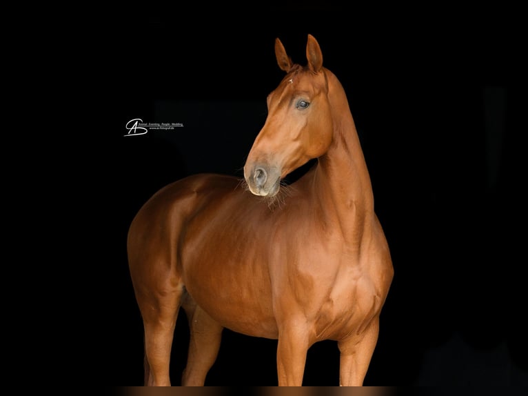 Hanoverian Mare 6 years 16,2 hh Chestnut-Red in Neuenburg am Rhein