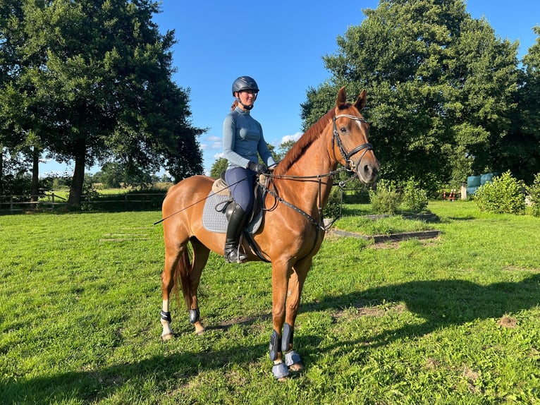 Hanoverian Mare 6 years 16,2 hh Chestnut-Red in Radbruch