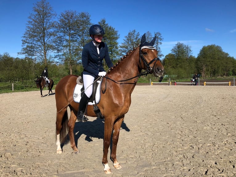 Hanoverian Mare 6 years 16,2 hh Chestnut-Red in Radbruch