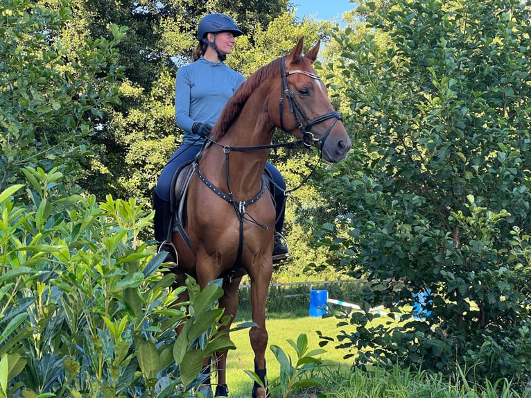 Hanoverian Mare 6 years 16,2 hh Chestnut-Red in Radbruch